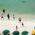shark